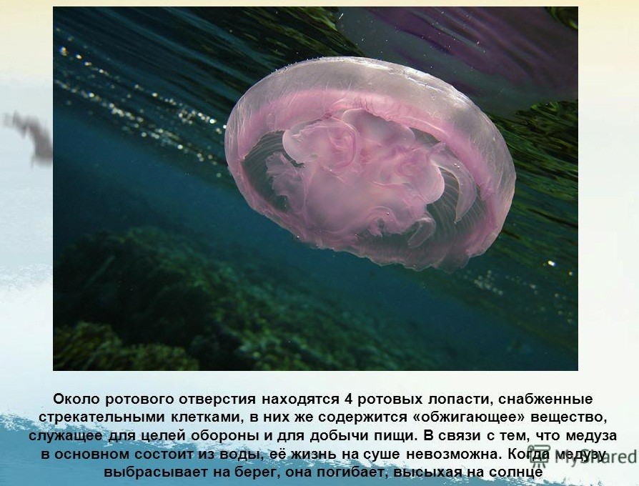 Тело медузы