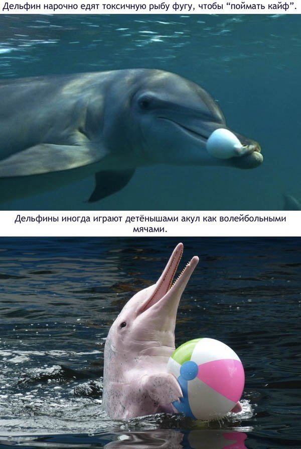 Любопытные факты о дельфинах