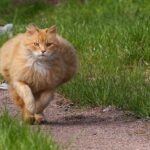улетное видео, как жирный кот, вернувшись с прогулки не может попасть в дом. Не нужно чересчур баловать своего питомца, а то такое может произойти и с ним.