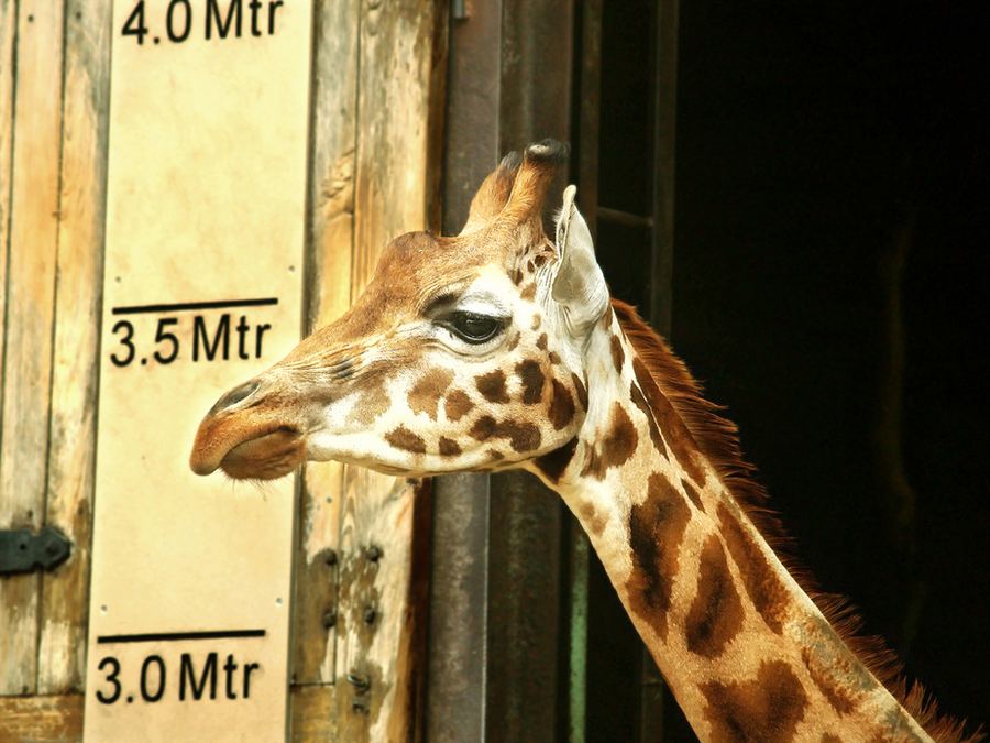 жираф 1
