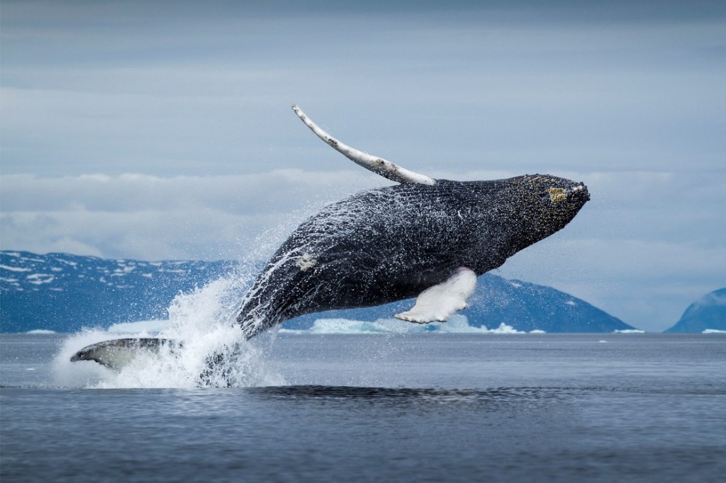 Гренландский-кит676