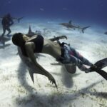девушка плавает с акулами