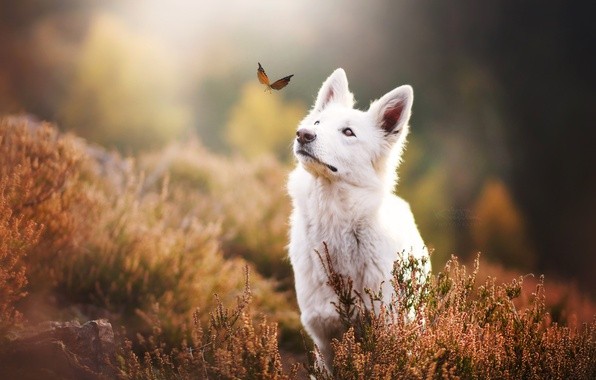 собака и бабочка фото