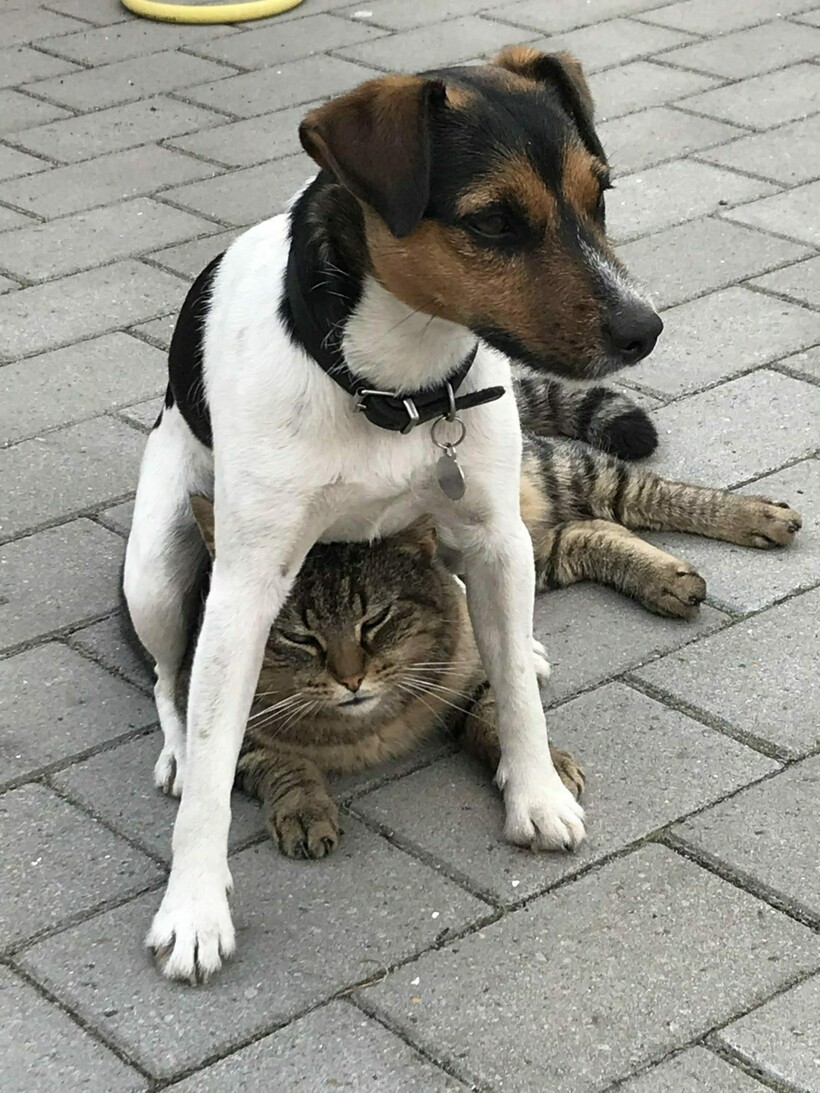 11 зверушек, которые своими выходками доказали, что негодяйство у них в крови