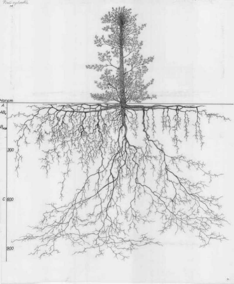 Корневая система сосны
