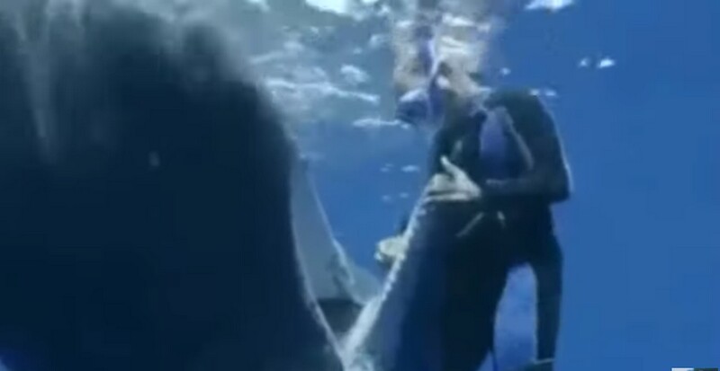 Видео: кашалот подплыл к дайверу и открыл пасть, чтобы попросить о помощи