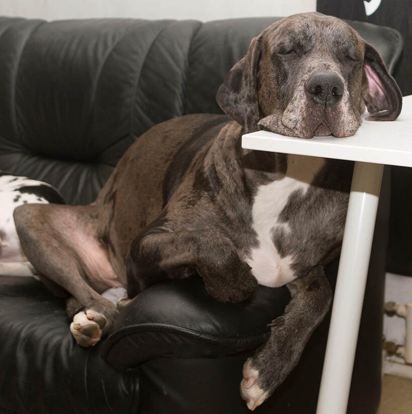 17 фото собак, которые обожают хулиганить, а хозяева прощают им все проделки